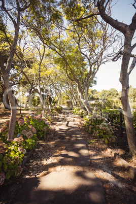 Focus on park with trees