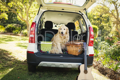 Focus on dog in a car