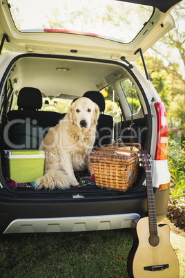 Focus on dog in a car