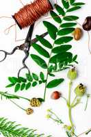 Herbarium of field of wild foliage