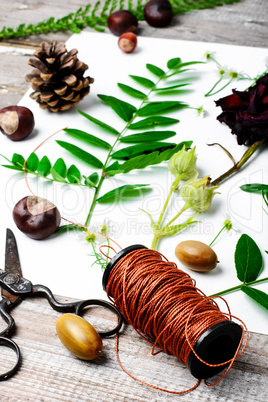 Herbarium of field of wild foliage