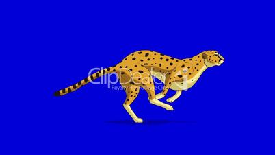 Running Cheetah. Classic Disney Style UHD Animation on Chroma Key Blue Screen.