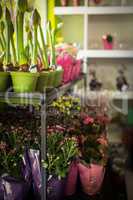 Plant pot arranged on flower shelf