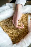 Brewer holding grains