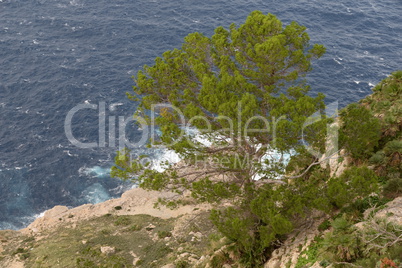 Baum am Meer