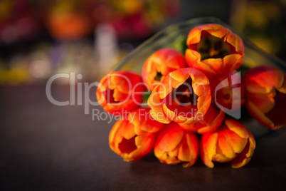 Close-up of tulip flower