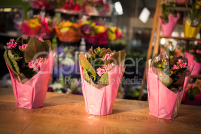 Three plant pots on table