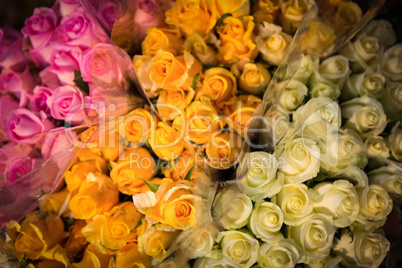 Close-up of various roses