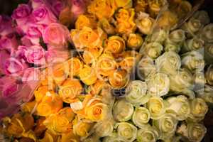 Close-up of various roses