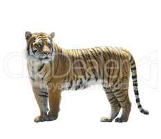 Tiger on White Background