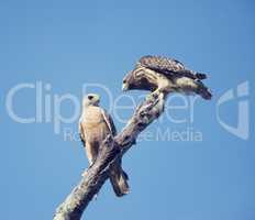 Two Red Shouldered Hawks