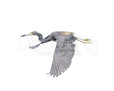 Tricolored Heron in Flight