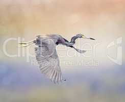 Tricolored Heron in Flight