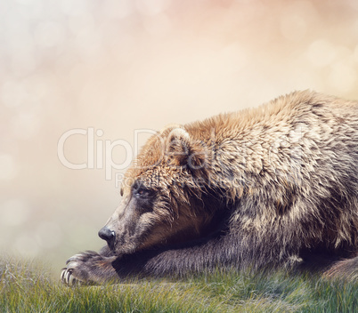 Brown Bear Resting