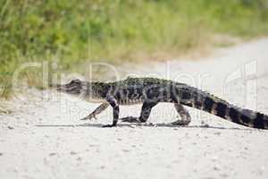 Young American Alligator