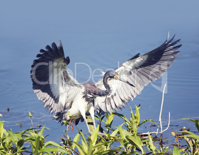 Tricolored Heron landing