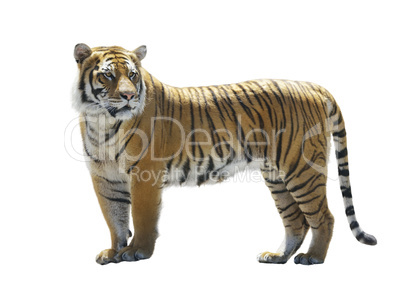 Tiger on White Background