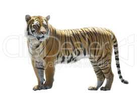 Tiger on White Background