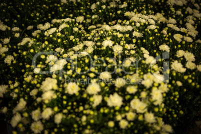 Close-up of bouquet of flowers