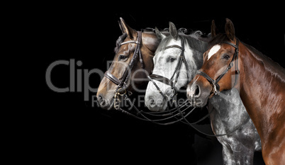 Pferde collage schwarzer Hintergrund