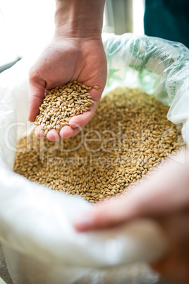 Brewer showing grains