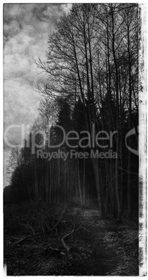Vertical black and white cyberpunk radiated forest postcard back