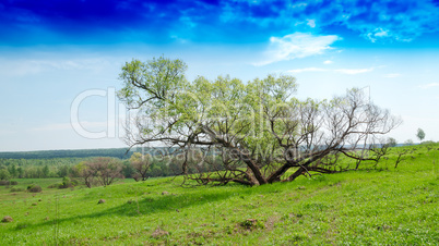 Horizontal dramatic tree on hill landscape background