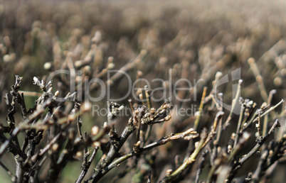 Horizontal vivid brown bush branches dramatic bokeh backdround b