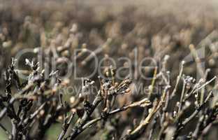 Horizontal vivid brown bush branches dramatic bokeh backdround b