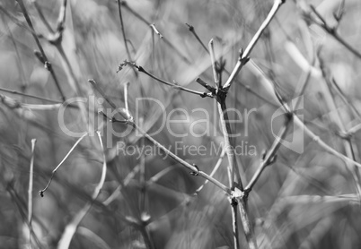 Horizontal bright black and white dramatic dark sparse branches