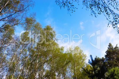 Horizontal Canadian forest landscape background