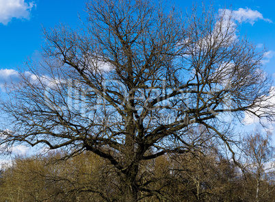 Horizontal dramatic tree crown background backdrop