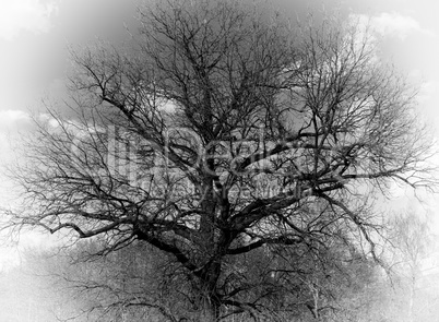 Horizontal dramatic tree crown bokeh vignette background backdro