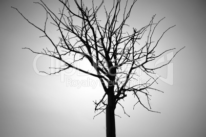 Horizontal black and white dry tree branch bokeh background