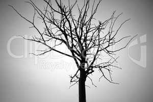 Horizontal black and white dry tree branch bokeh background