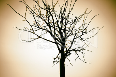 Horizontal sepia dry tree branch bokeh background