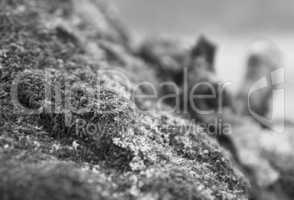 Horizontal bright black and white grass moss bokeh background ba