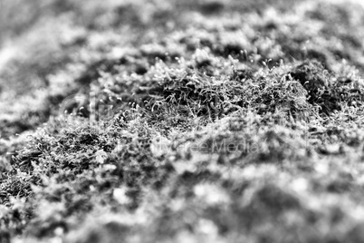 Horizontal bright black and white grass moss bokeh background ba