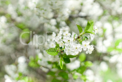 Horizontal spring blossom bokeh background