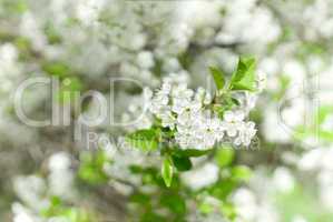 Horizontal spring blossom bokeh background