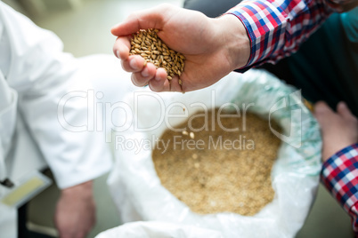 Brewer pouring grains