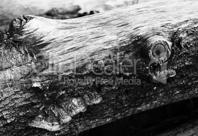 Horizontal black and white trunk textured background backdrop