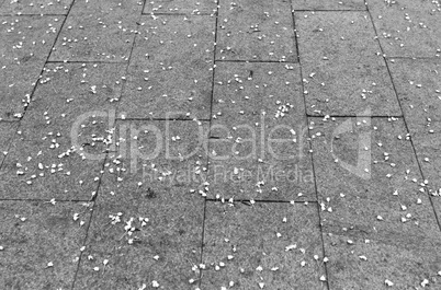 Black and white falled leaves in park background