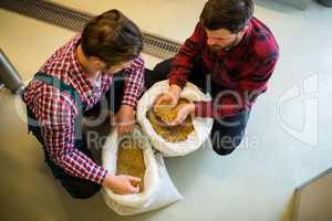 Brewers examining grains