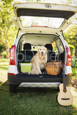 Focus on dog in a car