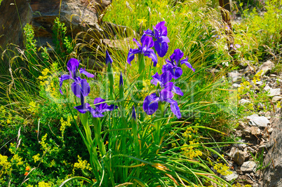 iris flowers on an alpine meadow