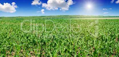 green corn field and blue sky