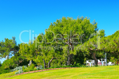 park, green meadow and blue sky