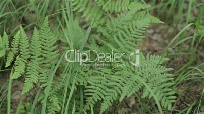 Fern in the woods in a meadow