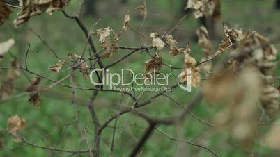 Dry leaves on a branch